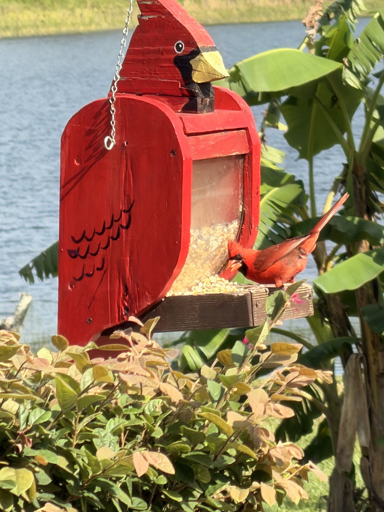 A cardinal at the feeder by the lake