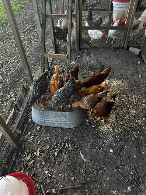 Hens at the feeder in the coop at Rustin Farms