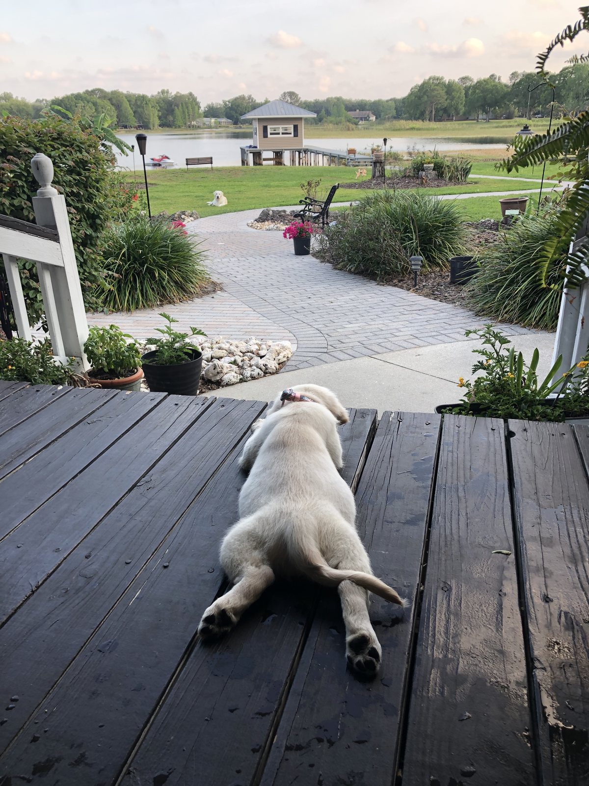 A golden retriever stretched out on the deck, looking toward the lake