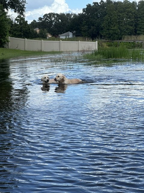 Two golden retrievers swimming the lake
