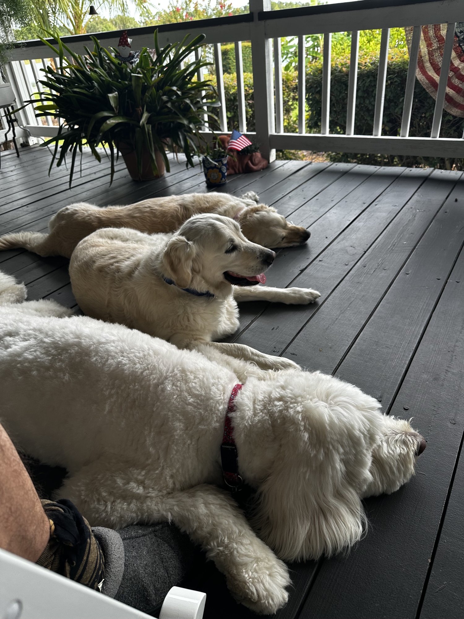 The dogs on the porch at Rustin Farms