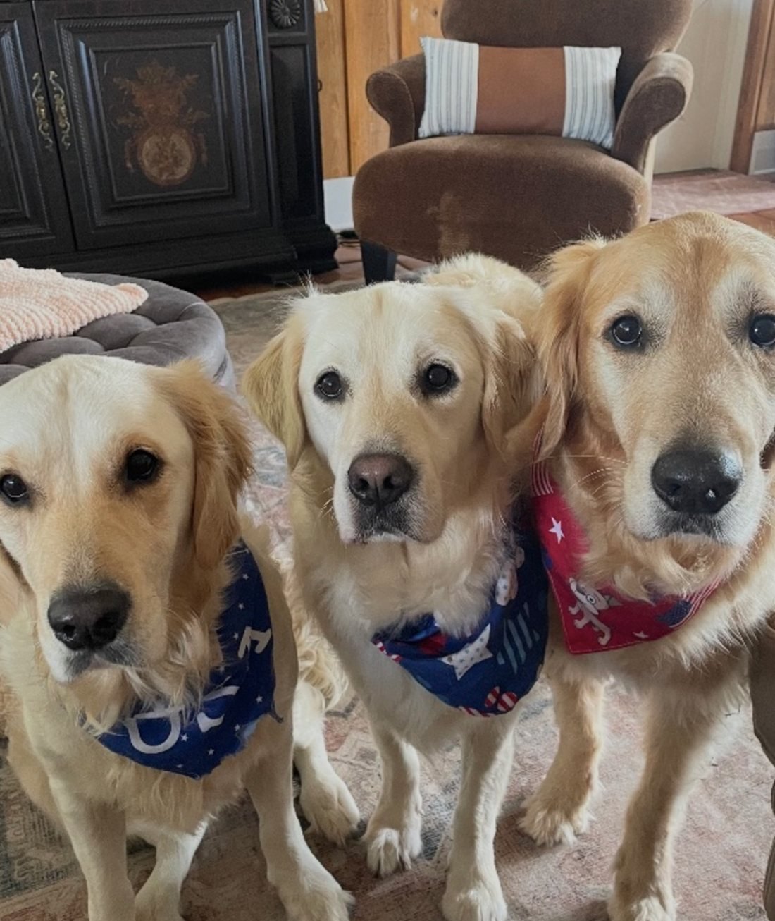 Three golden retrievers at Rustin Farms