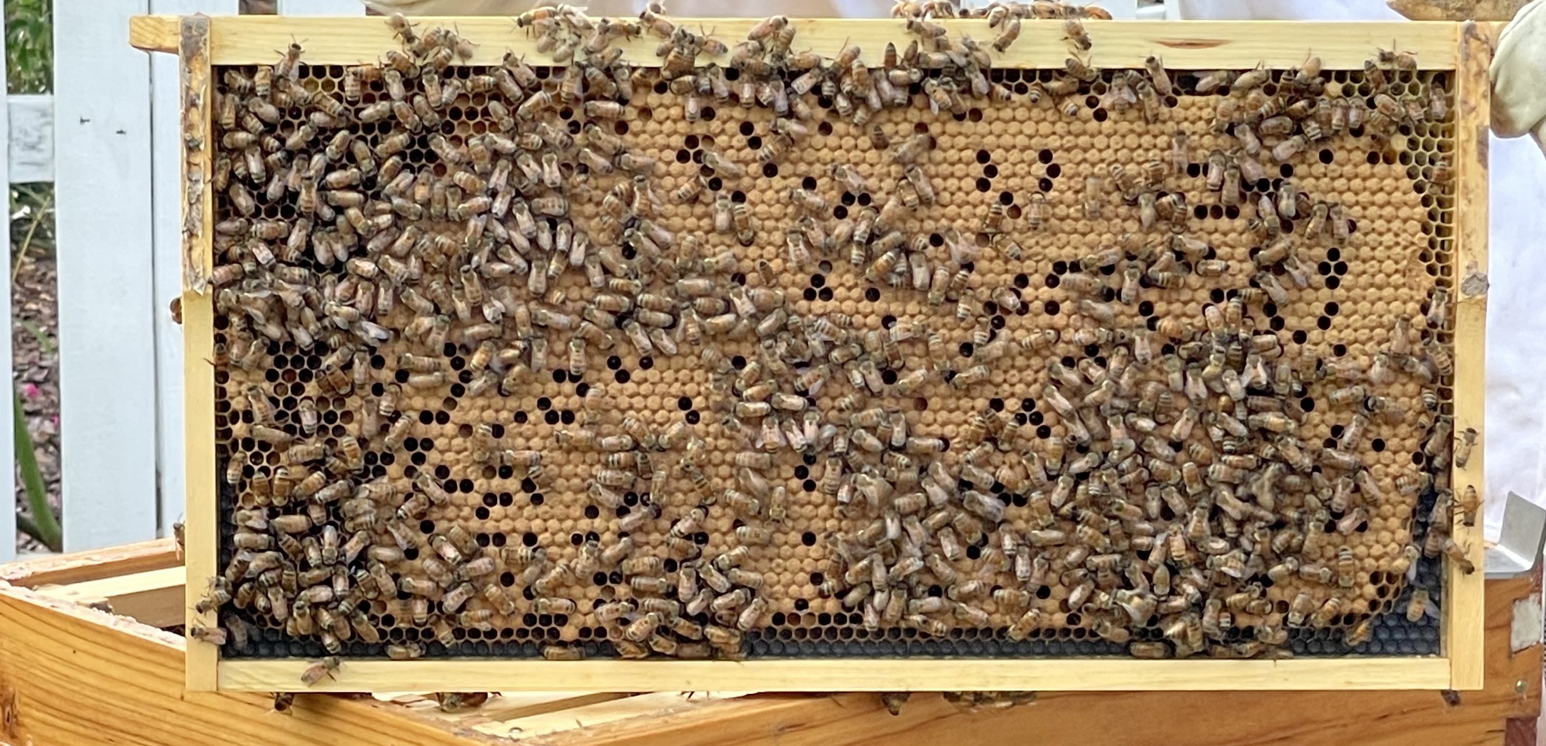 A frame of honey bees held above an open hive at Rustin Farms
