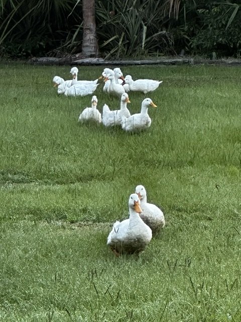 White ducks on the lawn at Rustin Farms