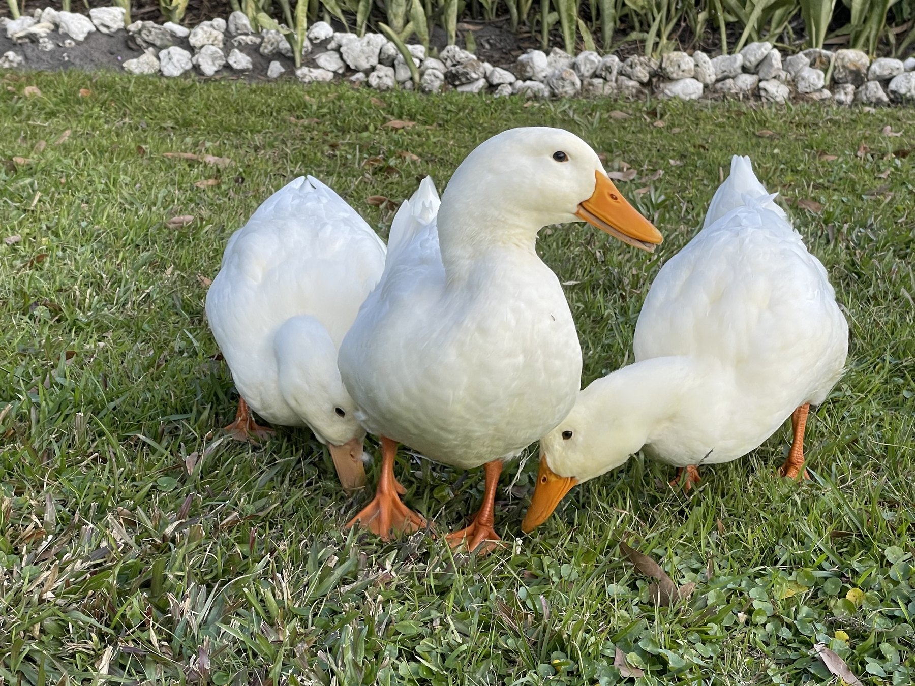 White ducks on the lawn at Rustin Farms