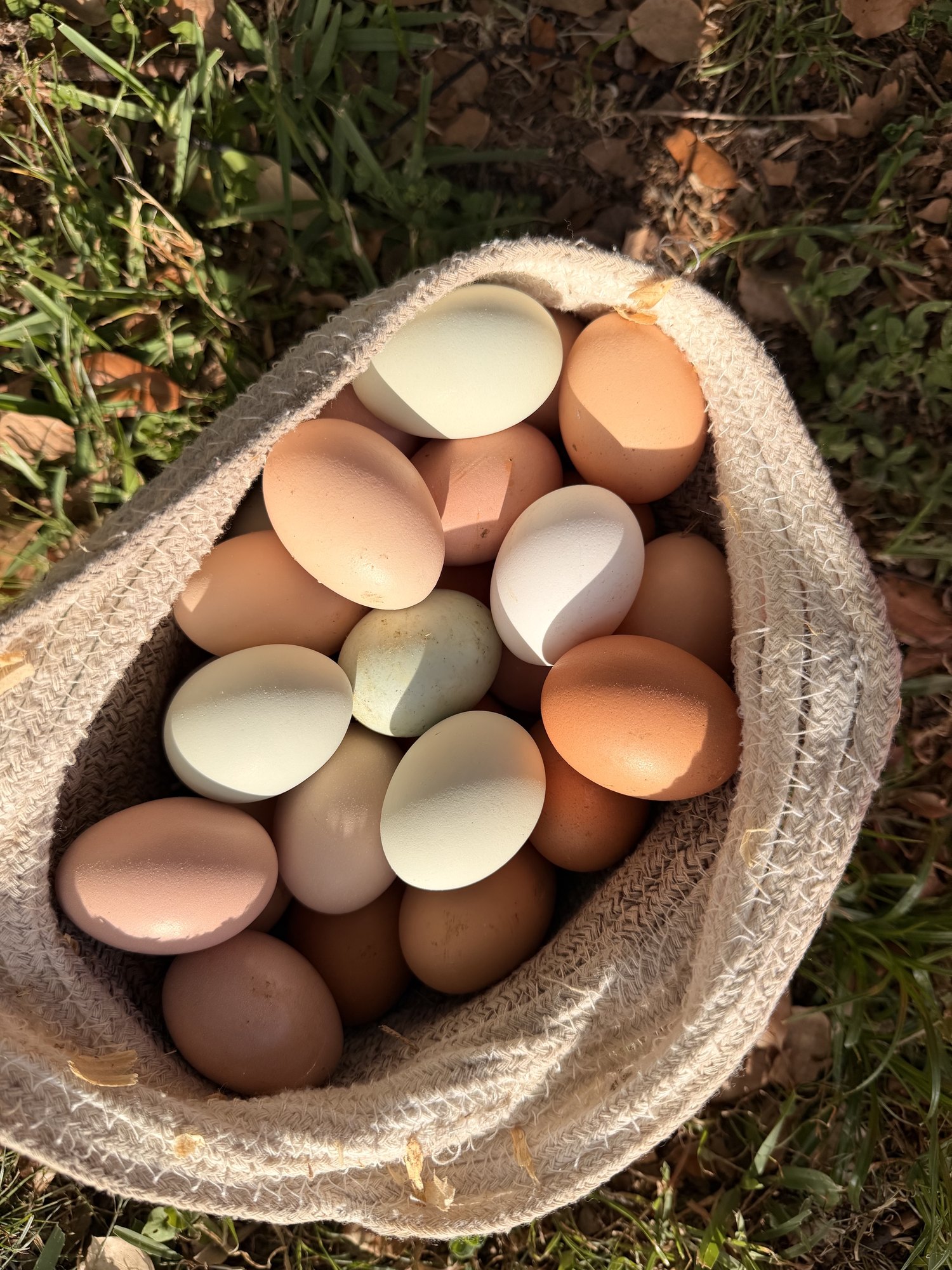 A basket of farm eggs in the grass at Rustin Farms