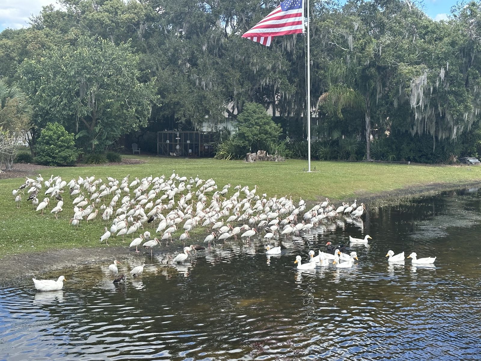 Ducks and ibis along the lawn and lake at Rustin Farms