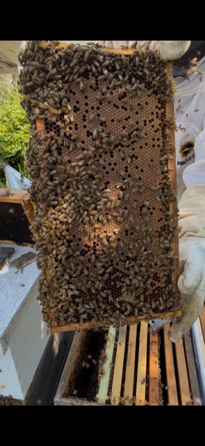 A honeycomb frame covered in bees in the Rustin Farms bee yard