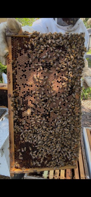 Inspecting a hive frame in the bee yard