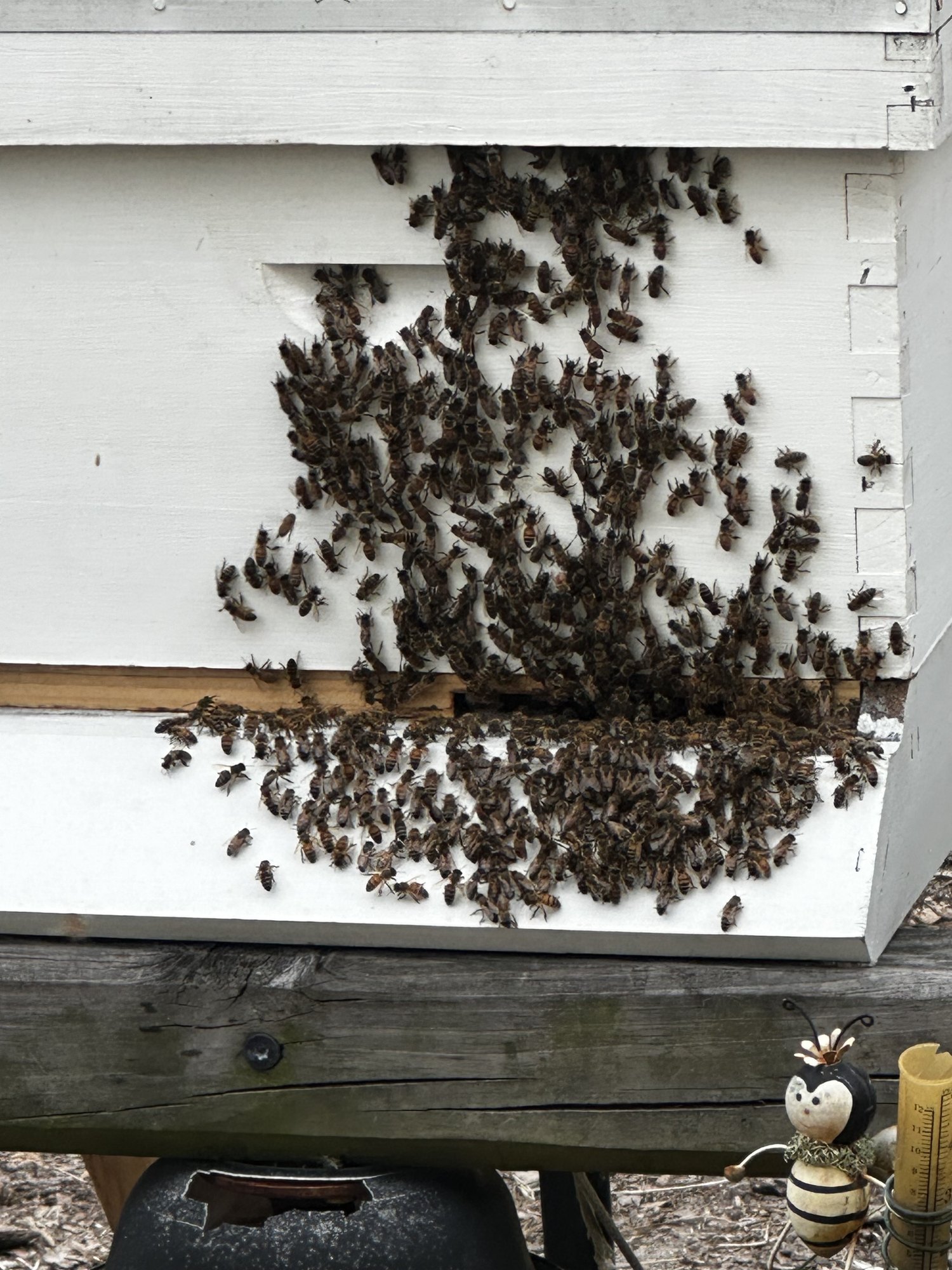 Honey bees on a hive at Rustin Farms