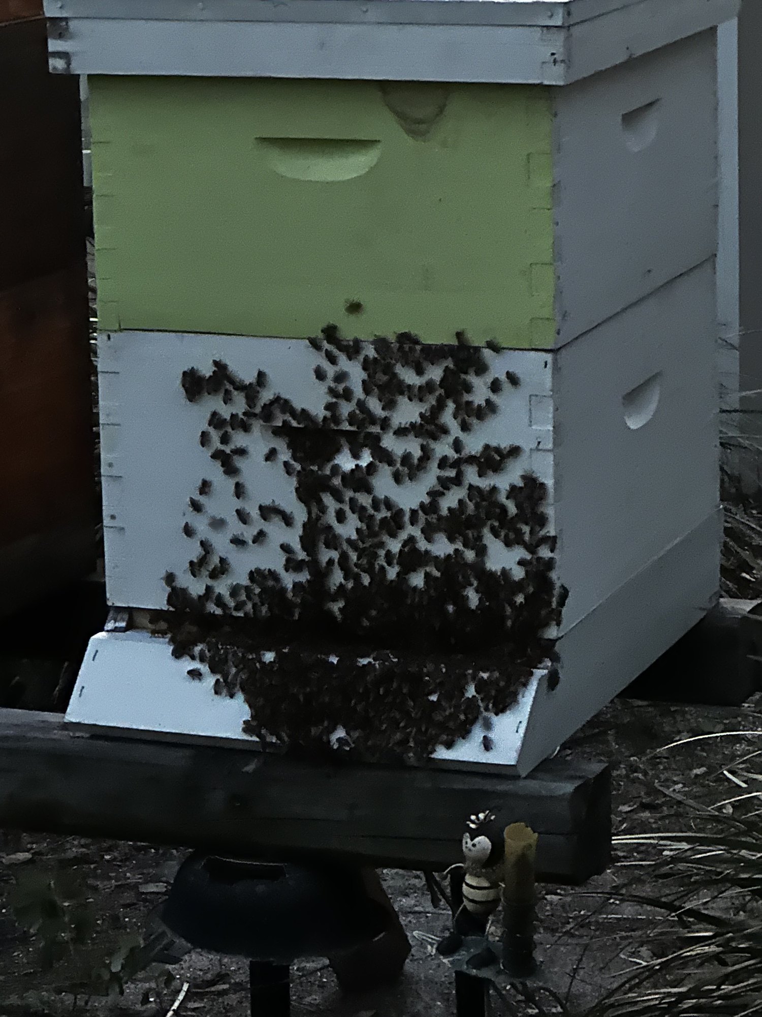A working hive with bees on the landing board