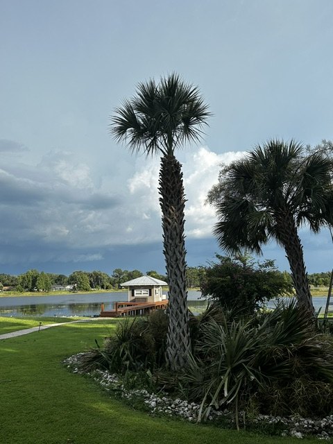 Sabal palms, lawn, and the lake at Rustin Farms