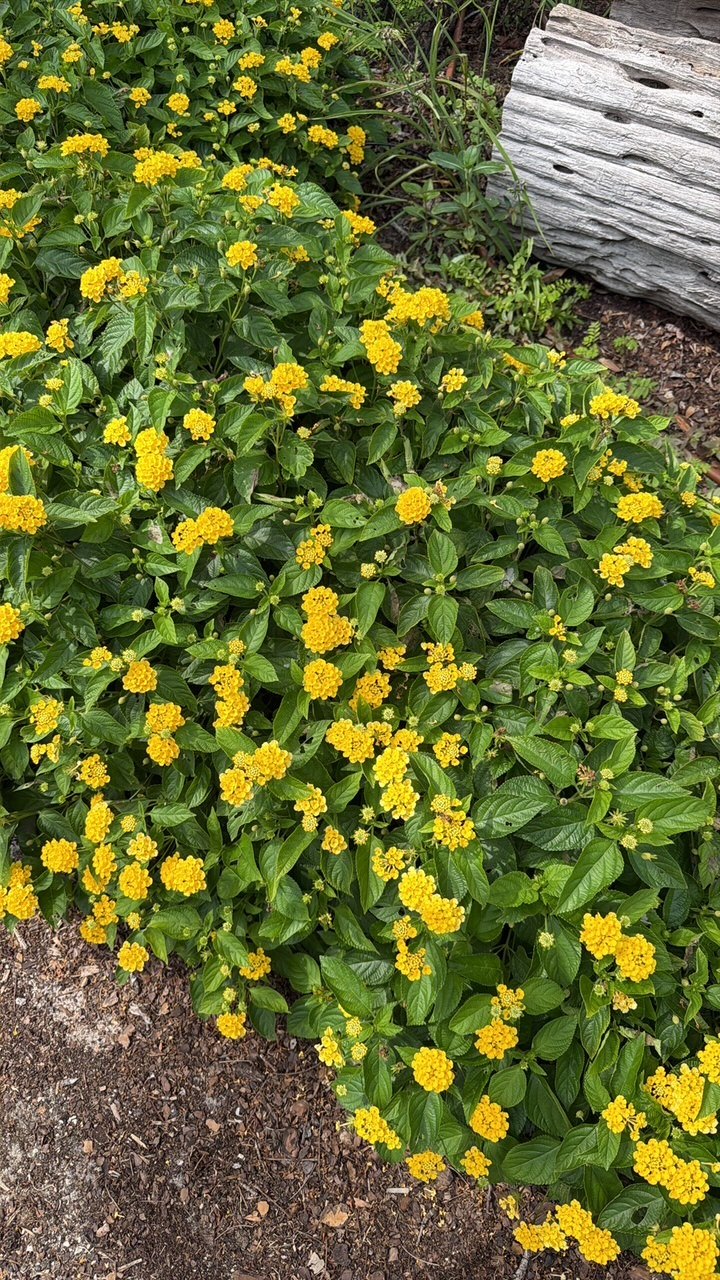 Yellow lantana in bloom at Rustin Farms