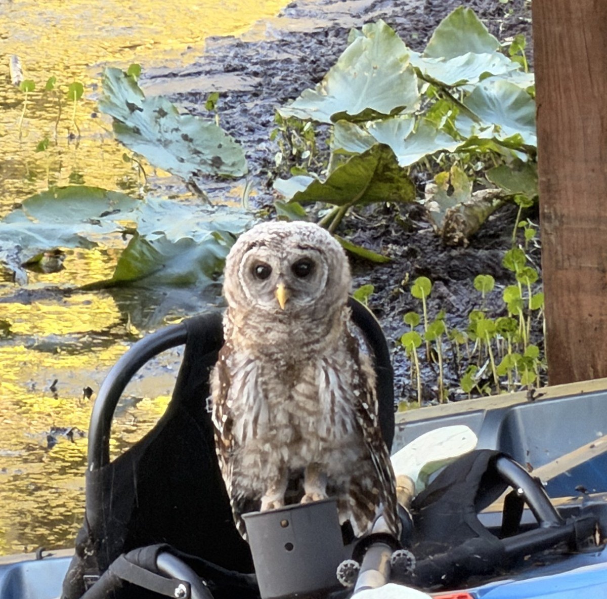 A barred owl perched on a kayak at Rustin Farms
