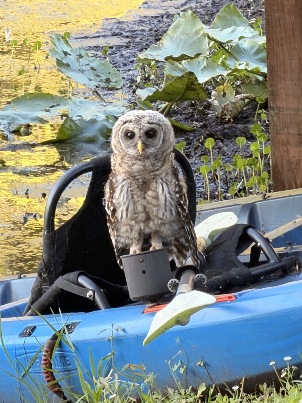A barred owl perched on a kayak at the farm pond
