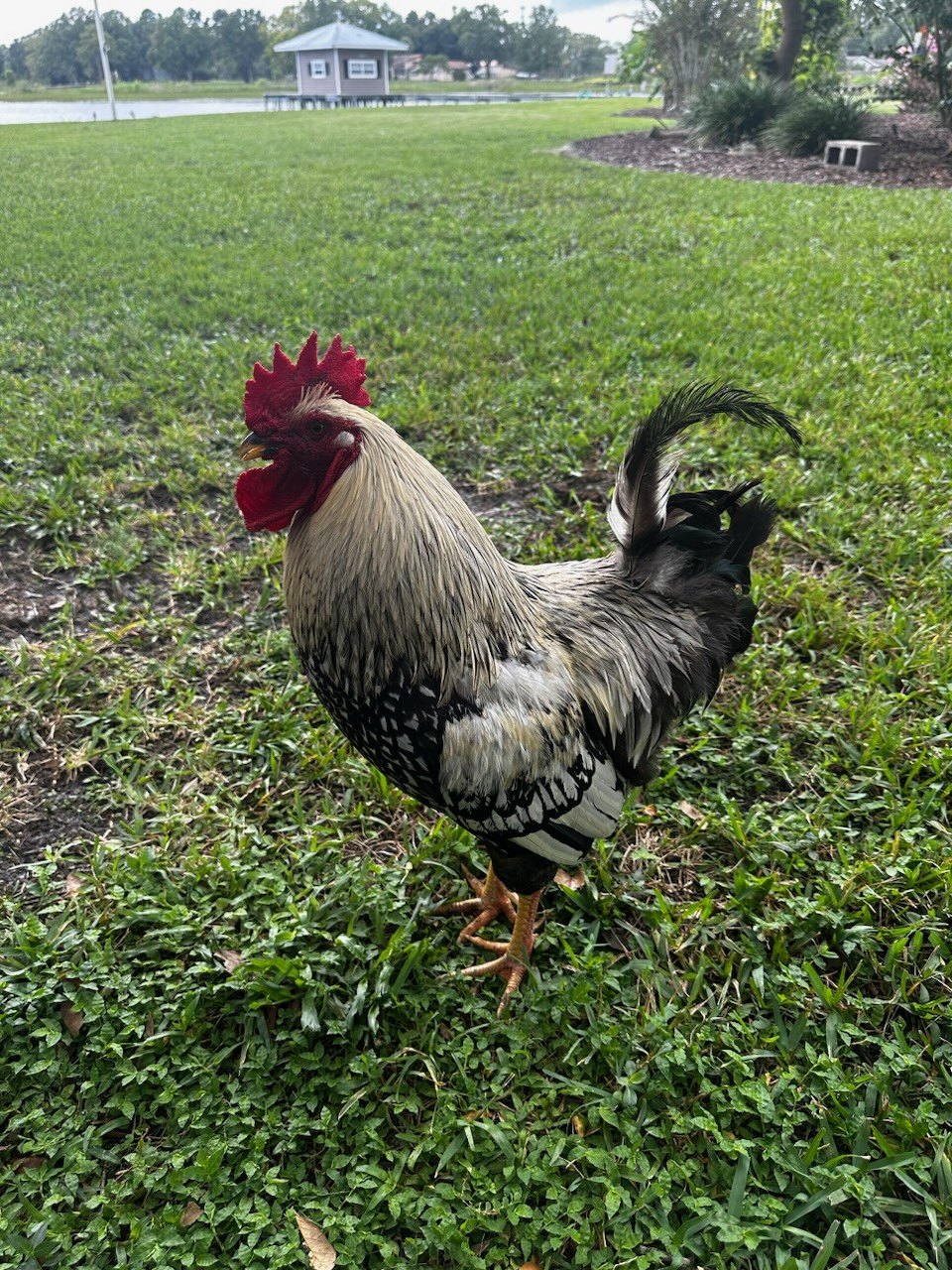 A rooster in the yard at Rustin Farms, lake beyond